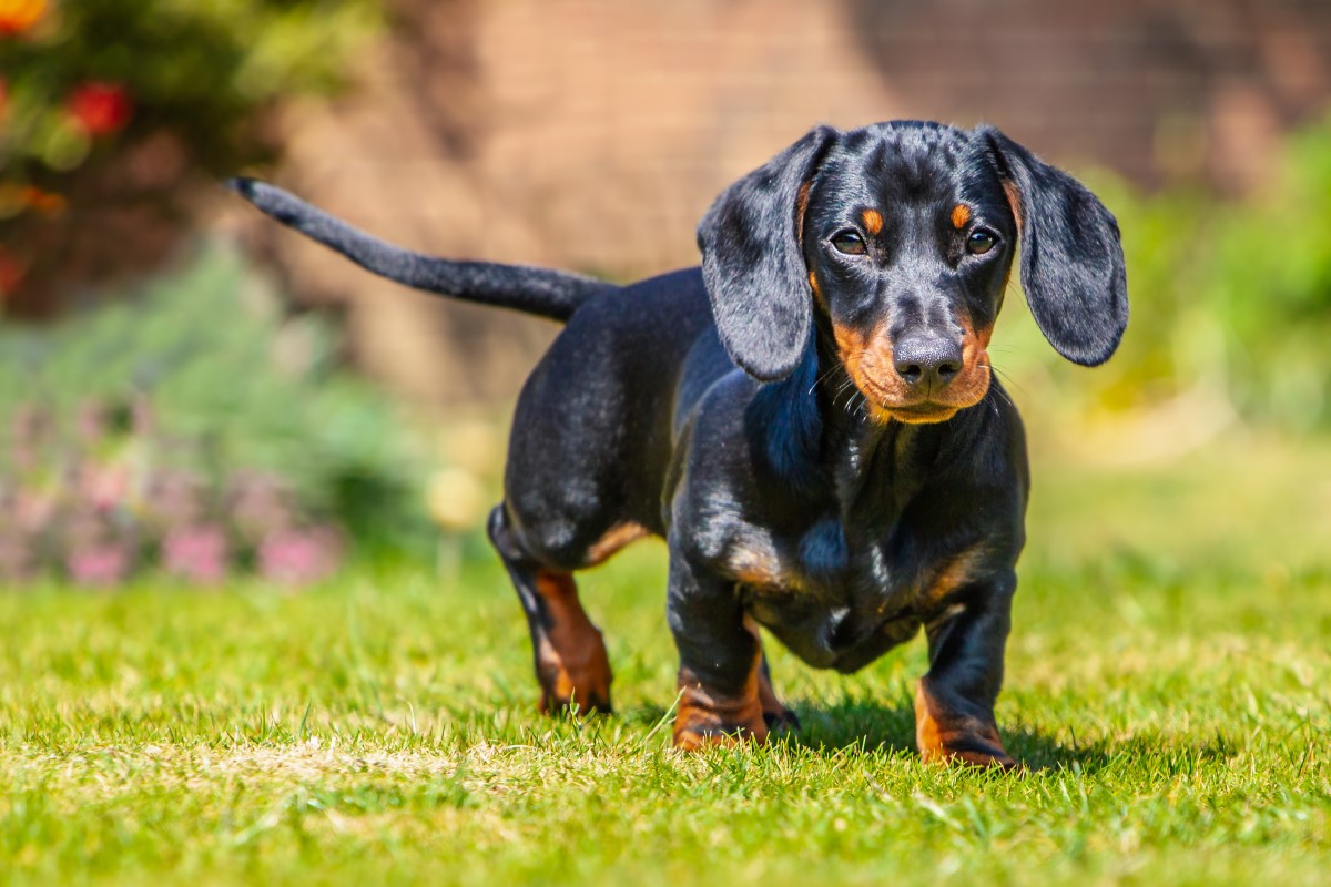 Hillcrest-Doxies, dog, breeder, honey, brook, field, pa, official, home, page, homepage, treasured-paws-puppies. dog-breeder, puppies, for, sale, kennel, kennels, mini, bernadoondle, berna- doodle, puppy, puppies, mill, puppymill, show, handler, aca, ica, pennsylvania, Hillcrest-Doxies